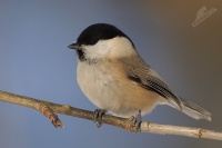Sykora luzni 8989